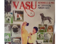 vasu-kennels-pet-small-0