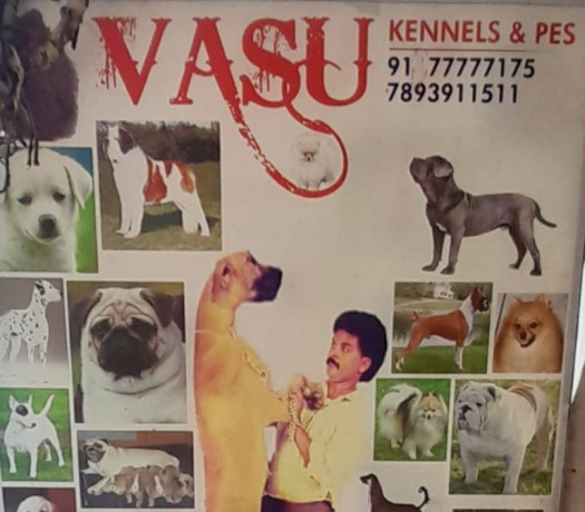 vasu-kennels-pet-big-0