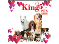 king-5-pets-small-2