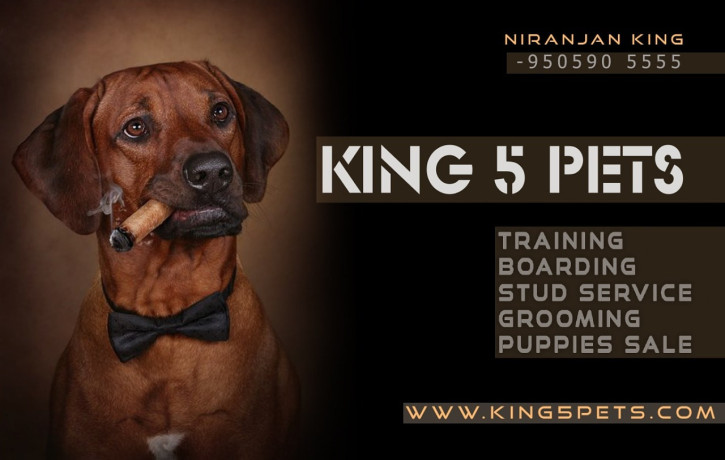 king-5-pets-big-1